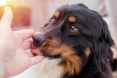 Sessantatreenne muore dopo essere stato leccato dal suo cane