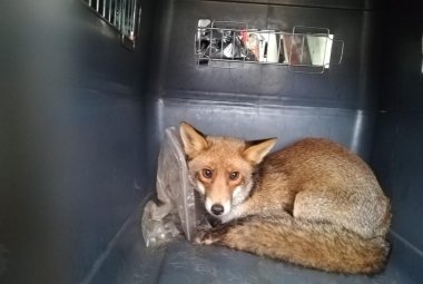 Galatinese trova una volpe in bagno e chiama le guardie zoofile