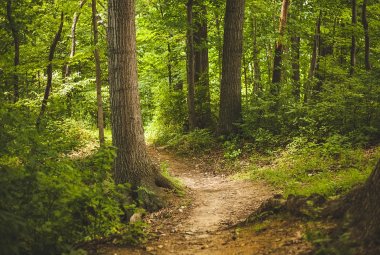 “piantiAMO gli Alberi, sosteniAMO il Pianeta”