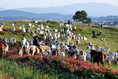 La Transumanza è Patrimonio dell'Unesco