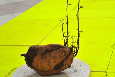 “Che arte fa? Dalla biennale 2019 alle opere recenti di Cattelan e Banksy”