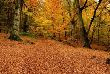 Qual è il momento migliore per respirare nelle foreste? Una ricerca del Cnr 