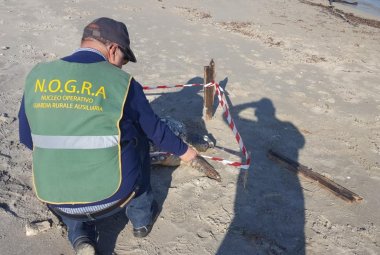 Due Caretta caretta spiaggiate a San Cataldo