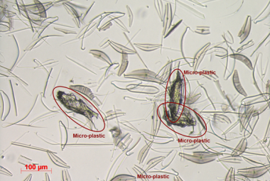 Olografia digitale e intelligenza artificiale per distinguere le microplastiche dal microplankton 