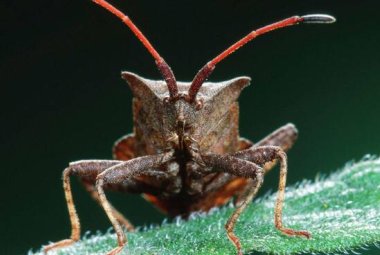 Contro la cimice killer anche gli agricoltori pugliesi si mobilitano a Verona
