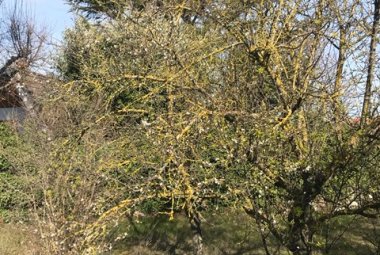 In Puglia i mandorli sono in fiore a gennaio