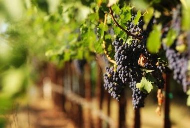 “Potatura della vite da vino”, grande successo per il corso organizzato da Coldiretti nel Salento