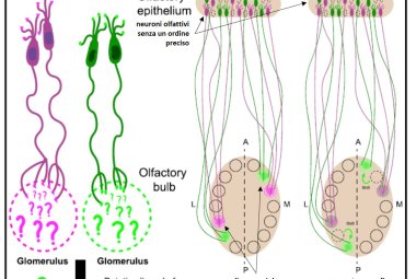 Come avviene la codifica degli odori a livello cerebrale