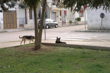 Approvato in Puglia un disegno di legge all'avanguardia per la tutela dei diritti degli animali e il controllo del randagismo.