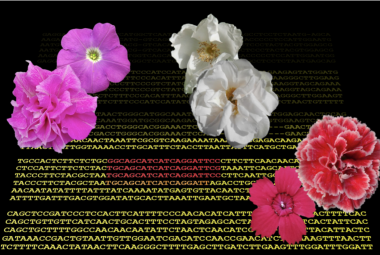 Il gene della "petalosità" di rose, garofani e petunie