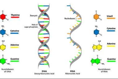 Risalire alle cause delle malattie attraverso la lettura del DNA