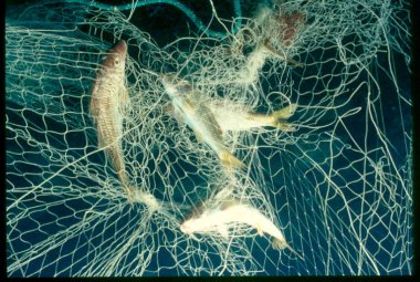 Pescava con rete vietata, multato a Santa Maria al Bagno pescatore di frodo