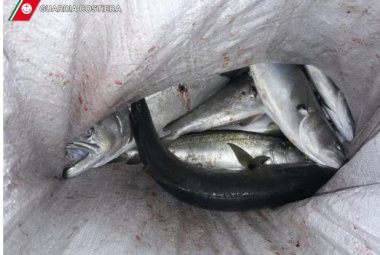 Tre persone sorprese a pescare pesce serra nel porto di Otranto: 6000 euro di multe e sequestro delle attrezzature