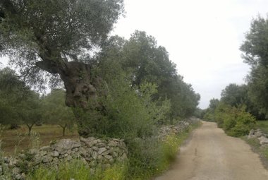 "I proprietari di piccoli appezzamenti possono svolgere attività agricole"