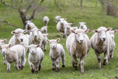L'agnello pasquale "salva" 4000 pastori