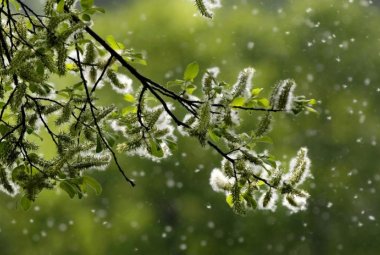 Per evitare il diffondersi dei pollini occorre fare la manutenzione del verde nelle città