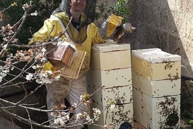 Api sotto stress in Puglia, crolla dell'80% la produzione di miele
