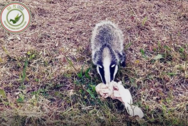 Un tasso a Torre Chianca e colonie di gruccioni nei parchi leccesi