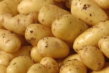 La patata di Galatina fra i DOP di Puglia