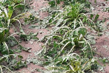 Piogge violente e grandine danneggiano gravemente le verdure anche nei campi intorno a Galatina