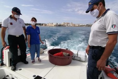Ludovica e Mattia, due splendide tartarughe marine, hanno ripreso il mare. "Speriamo di non rivederle mai più"