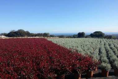 “Ripartiamo con un fiore”