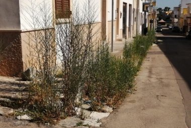 Abbattere la foresta di via Toti