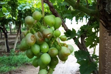 La grandine distrugge olive, pomodori e uva