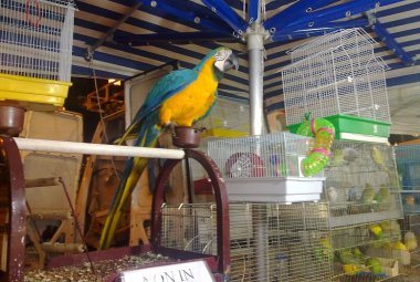 'Basta maltrattamenti degli animali sulle baracche delle feste patronali'