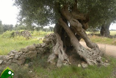 Olivicoltori in difficoltà, dal ministero dell'agricoltura venti milioni per acquistare olio EVO esclusivamente italiano