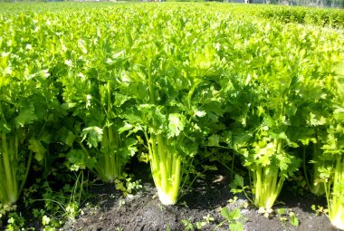 Crolla in Puglia il mercato del sedano