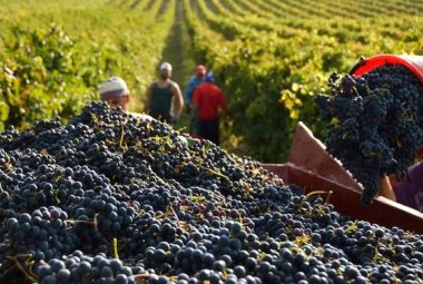 Il vino italiano del 2020 sarà di ottima qualità e verrà promosso in tutto il mondo