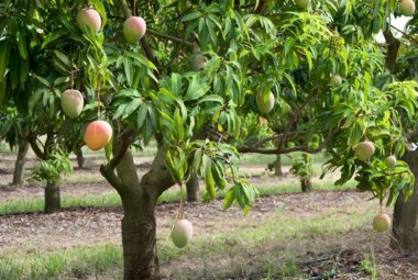 Clima esotico, in Salento 8000 piante di mango