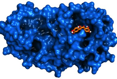 Una molecola di origine naturale blocca il SARS-CoV-2