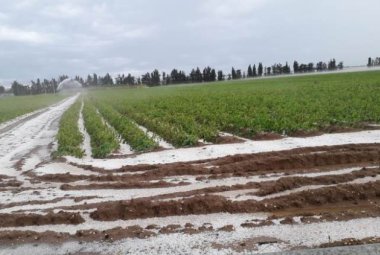 Clima tropicale in Puglia, agricoltura in ginocchio