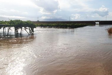 Il clima tropicalizzato danneggia gravemente l'agricoltura pugliese