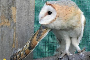Torna libero un piccolo di barbagianni curato a Torre Guaceto
