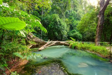 L’Efficienza di produzione forestale aumenta con la temperatura