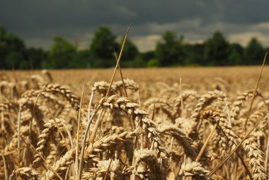 Cresce il prezzo del grano e aumentano le importazioni dal Canada