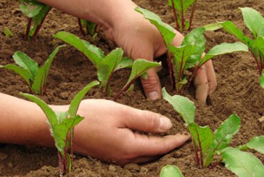 Consentito spostarsi fra comuni agli agricoltori per hobby