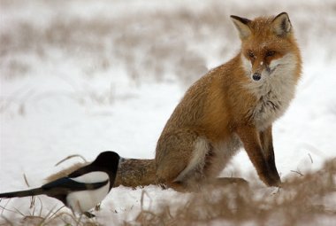 Le volpi hanno le loro tane e gli uccelli del cielo i loro nidi