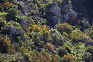 Cinque polmoni verdi per il Salento