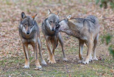 Lupi e cani inselvatichiti fanno mattanza di capre e pecore anche nelle campagne di Lecce e Brindisi