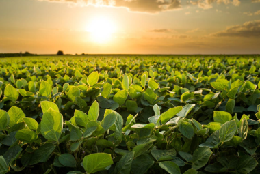 "Dall'agricoltura verde almeno un milione di posti di lavoro sfruttando il Recovery fund"