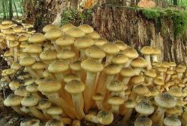 Mangiare i funghi spontanei solo dopo averli fatti controllare dalla Asl