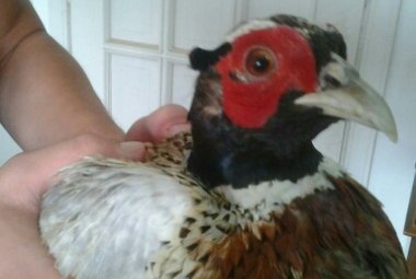 Curato e liberato il faggiano trovato in fin di vita a Lecce