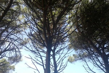 Nuove piante per mitigare i cambiamenti climatici