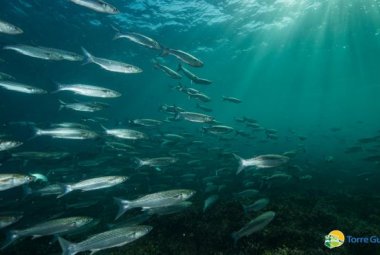 In arrivo novità per la riserva di Torre Guaceto