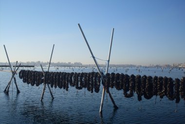 Molluschicoltura e acquacoltura: sottoscritta una convenzione tra l’Arpa Puglia e l’Istituto Zooprofilattico Sperimentale di Puglia e Basilicata