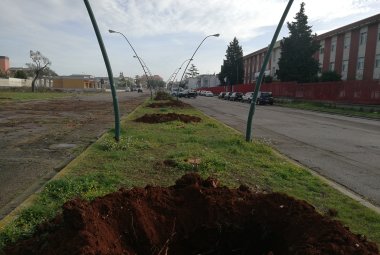 Al posto dei pini in viale don Bosco i “Celtis Australis” (Bagolaro)